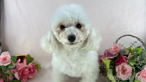 フローラちゃん1枚目