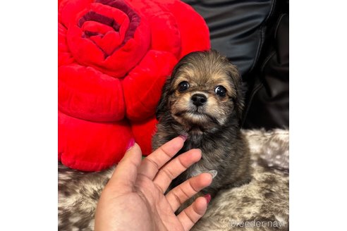 成約済の京都府のチワプー:チワワ×トイプードル-349408の3枚目