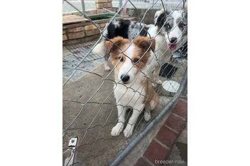 成約済の兵庫県のミックス犬-355605の2枚目