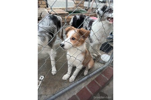 成約済の兵庫県のミックス犬-355605の3枚目