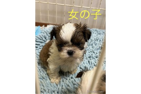 成約済の熊本県のシーズー-350268の1枚目