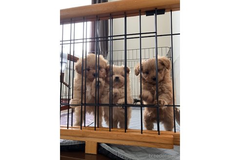 成約済の滋賀県のポメプー:ポメラニアン×トイプードル-347631の9枚目