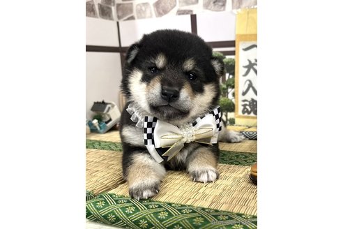 成約済の愛知県の豆柴-355619の12枚目