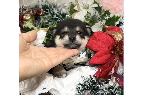 成約済の愛知県の豆柴-355619の13枚目