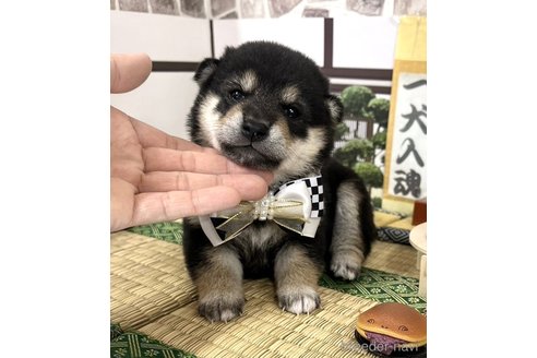 成約済の愛知県の豆柴-355619の14枚目
