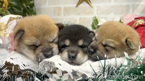 成約済の愛知県の豆柴-355619の2枚目