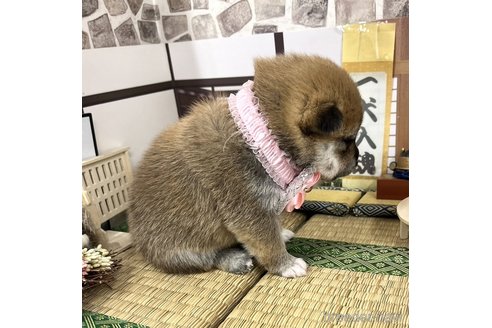成約済の愛知県の豆柴-355621の2枚目