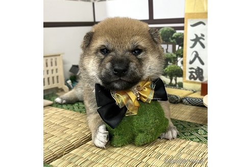 成約済の愛知県の豆柴-355622の6枚目