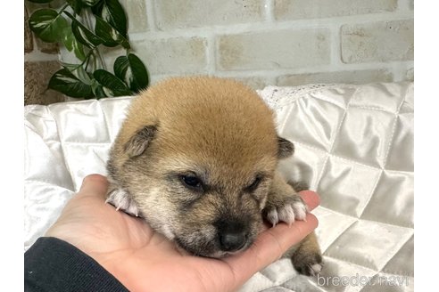 成約済の愛知県の豆柴-355622の13枚目