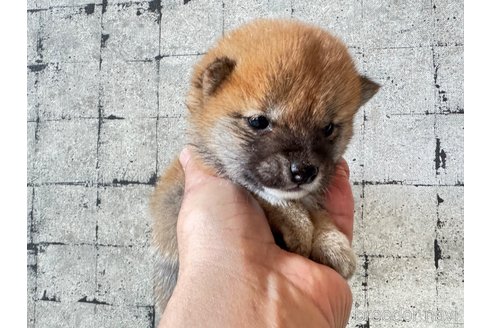 成約済の岡山県の豆柴-354917の5枚目