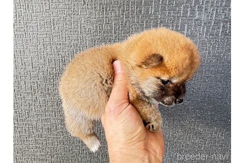 成約済の岡山県の豆柴-354917の3枚目