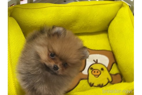 成約済の静岡県のポメラニアン-355656の5枚目