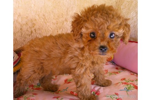 成約済の茨城県のトイプードル-355661の4枚目