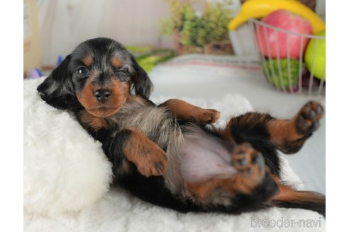 成約済の茨城県のミニチュアダックスフンド(ロングヘアード)-355688の6枚目
