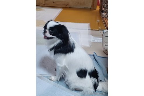 桃ちゃんちゃん1枚目
