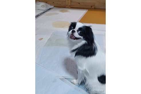 桃ちゃんちゃん1枚目