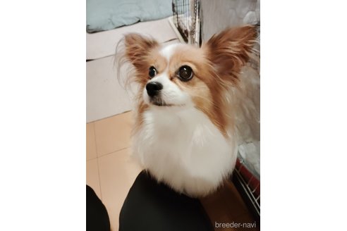 ピンちゃんちゃん1枚目