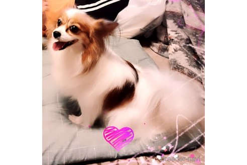 ピンちゃんちゃん1枚目