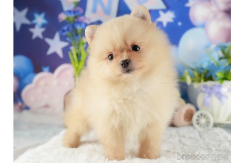成約済の茨城県のポメラニアン-355707の10枚目