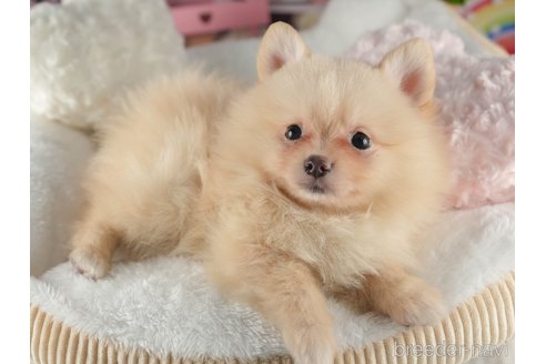 成約済の茨城県のポメラニアン-355708の12枚目