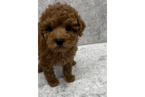 成約済の福岡県のトイプードル-355712の5枚目