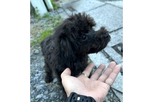 成約済の埼玉県のトイプードル-338522の4枚目