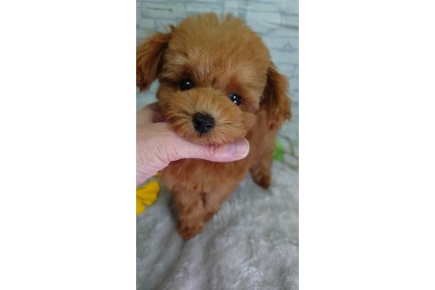 成約済の京都府のティーカッププードル-345396の6枚目
