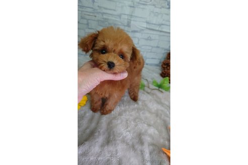 成約済の京都府のティーカッププードル-345396の7枚目