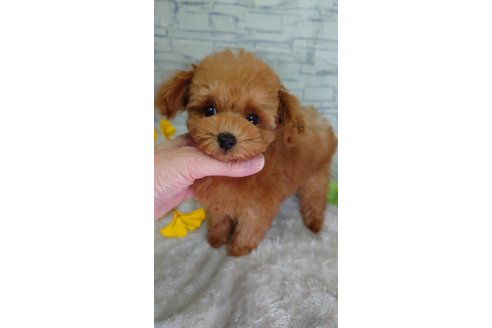 成約済の京都府のティーカッププードル-345396の5枚目