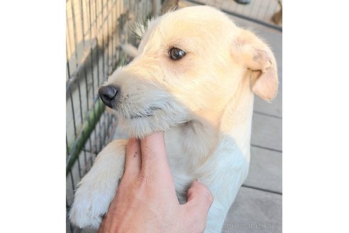 成約済の千葉県のミックス犬-355727の15枚目