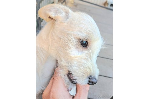 成約済の千葉県のミックス犬-355727の12枚目