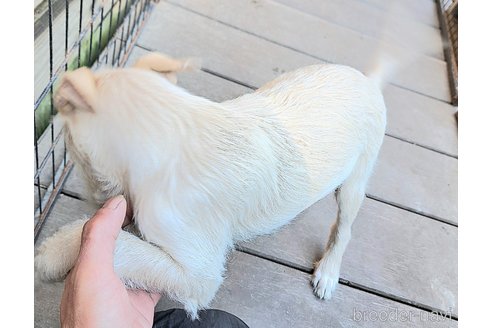 成約済の千葉県のミックス犬-355727の14枚目