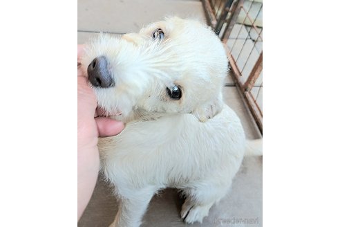 成約済の千葉県のミックス犬-355727の11枚目