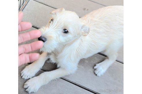 成約済の千葉県のミックス犬-355727の9枚目