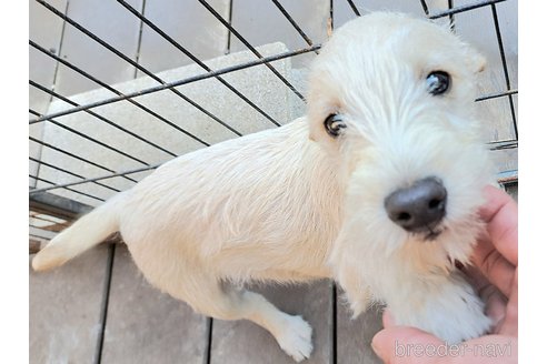 成約済の千葉県のミックス犬-355727の7枚目