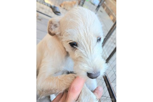 成約済の千葉県のミックス犬-355727の8枚目