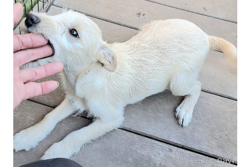 成約済の千葉県のミックス犬-355727の5枚目