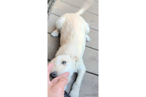 成約済の千葉県のミックス犬-355727の4枚目