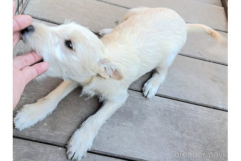 成約済の千葉県のミックス犬-355727の2枚目