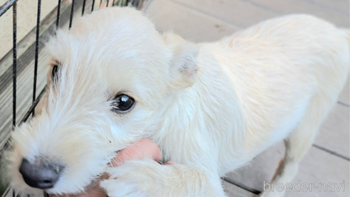 成約済ののミックス犬-355727
