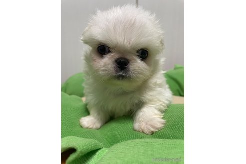 成約済の滋賀県のペキニーズ-350112の15枚目