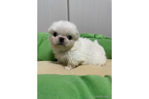 成約済の滋賀県のペキニーズ-350112の14枚目