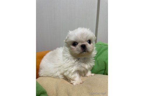 成約済の滋賀県のペキニーズ-350112の12枚目