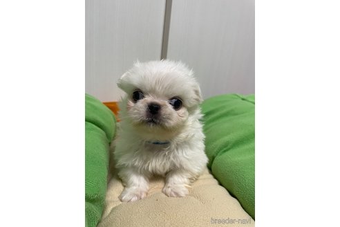成約済の滋賀県のペキニーズ-350112の11枚目