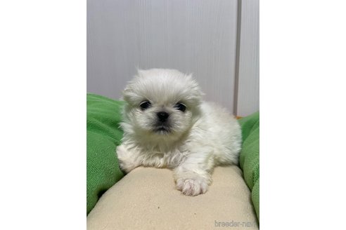 成約済の滋賀県のペキニーズ-350340の15枚目