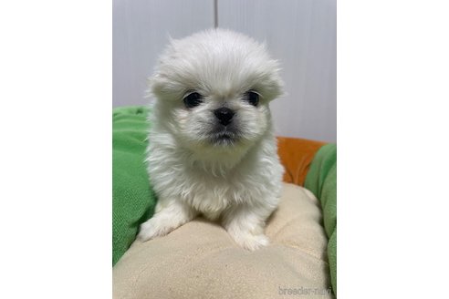 成約済の滋賀県のペキニーズ-350340の13枚目