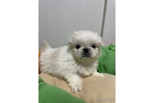 成約済の滋賀県のペキニーズ-350340の11枚目