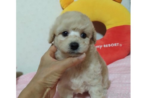成約済の愛知県のトイプードル-355746の8枚目