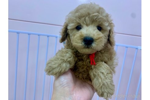 成約済の滋賀県のトイプードル-350818の5枚目