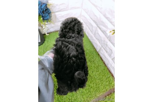 成約済の岡山県のタイニープードル-355756の6枚目